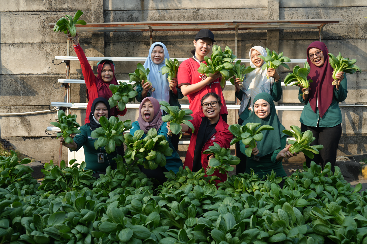 First Hydroponic Farming Harvest